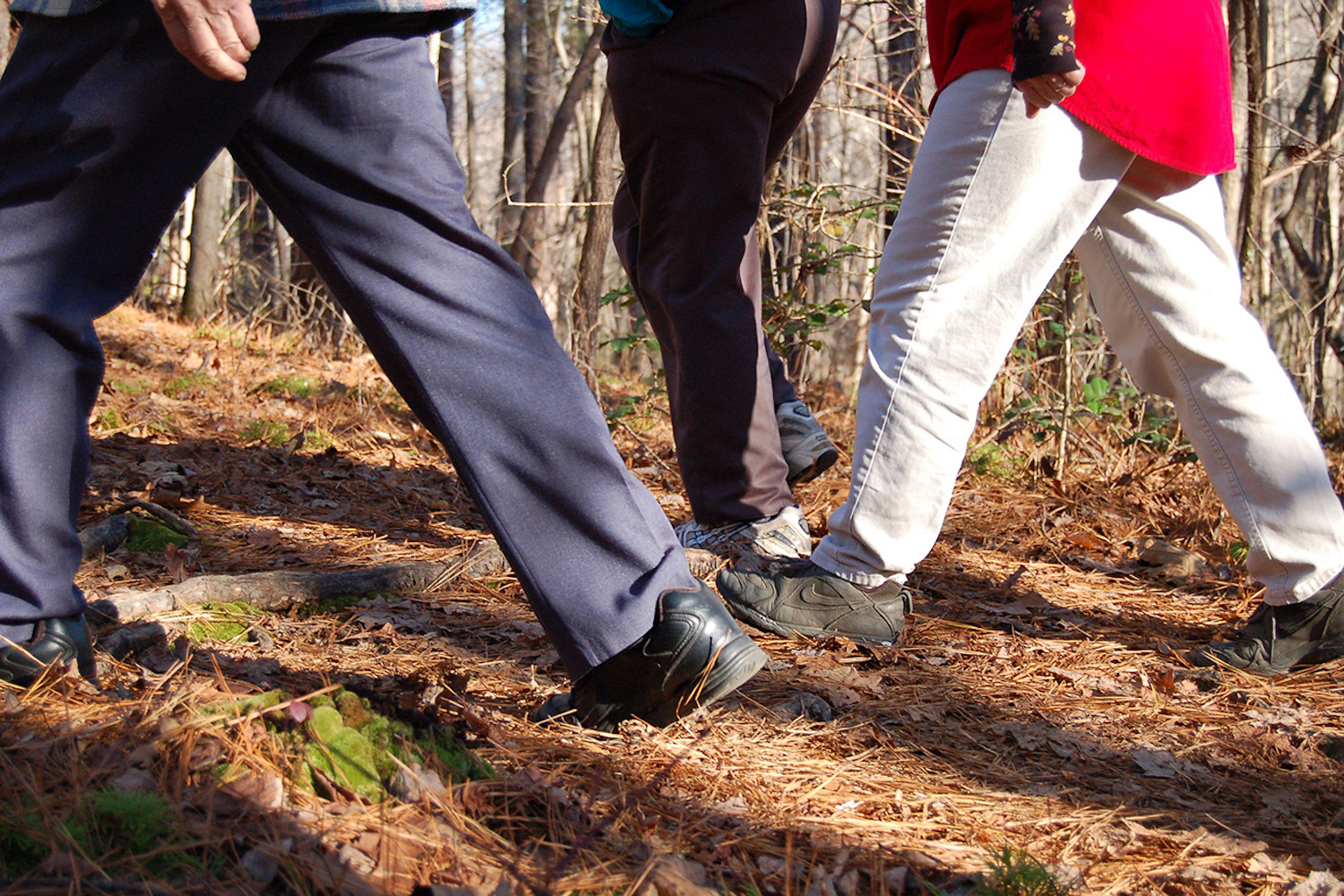 A group of people walking in a woods