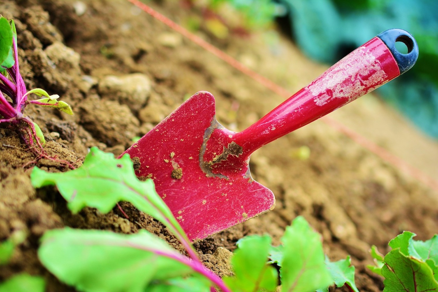 A garden fork